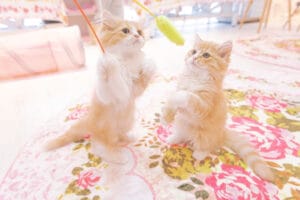 猫カフェの子猫