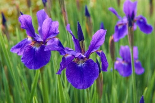 花弁に網目模様のある紫色のアヤメの花